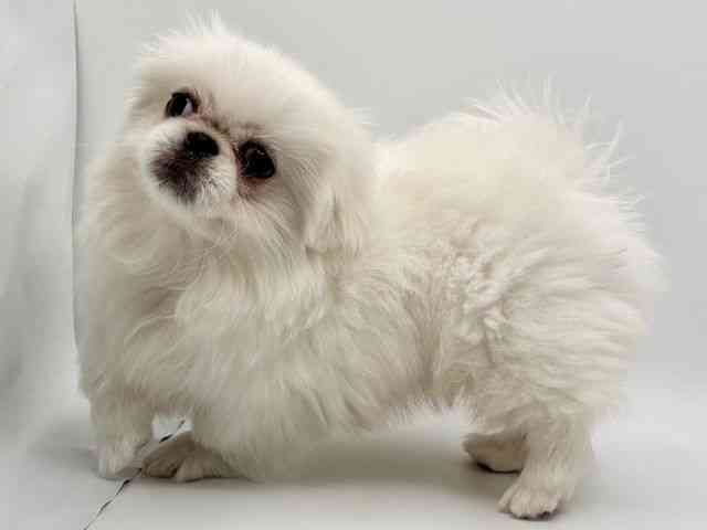 大阪府のペキニーズ (ひごペットフレンドリーみのおキューズモール店/2025年9月16日生まれ/男の子/ホワイト)の子犬の2枚目の画像