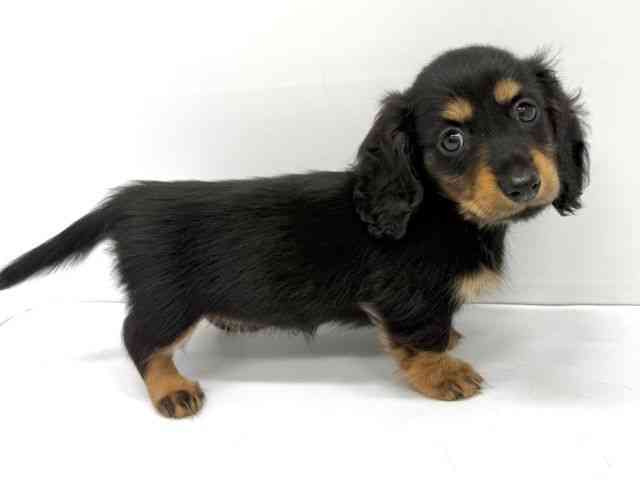 大阪府のミニチュアダックスフンド(ロング) (ひごペットフレンドリーイオンタウン茨木太田店/2025年9月15日生まれ/女の子/ブラックタン)の子犬の2枚目の画像