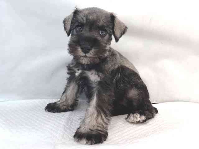 大阪府のミニチュアシュナウザー (ひごペットフレンドリー堺プラットプラット店/2025年9月16日生まれ/女の子/ソルトペッパー)の子犬の2枚目の画像