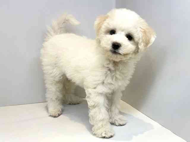 大阪府のビションフリーゼ (ひごペットフレンドリーセブンパーク天美店/2025年9月9日生まれ/男の子/ホワイト)の子犬の2枚目の画像