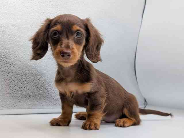 香川県のミニチュアダックスフンド(ロング) (ひごペットフレンドリーゆめタウン高松店/2025年9月11日生まれ/女の子/チョコレートタン)の子犬の2枚目の画像