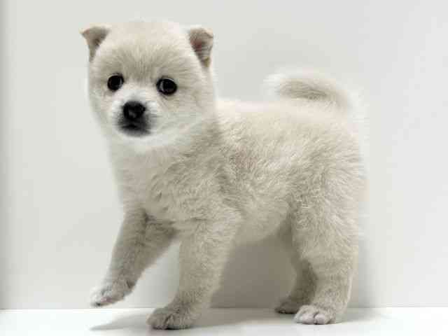 愛知県のポメ柴/豆ポメ/ポメ豆柴(ポメラニアン×柴犬) (ひごペットフレンドリーららぽーと名古屋みなとアクルス店/2025年9月15日生まれ/女の子/クリーム)の子犬の2枚目の画像