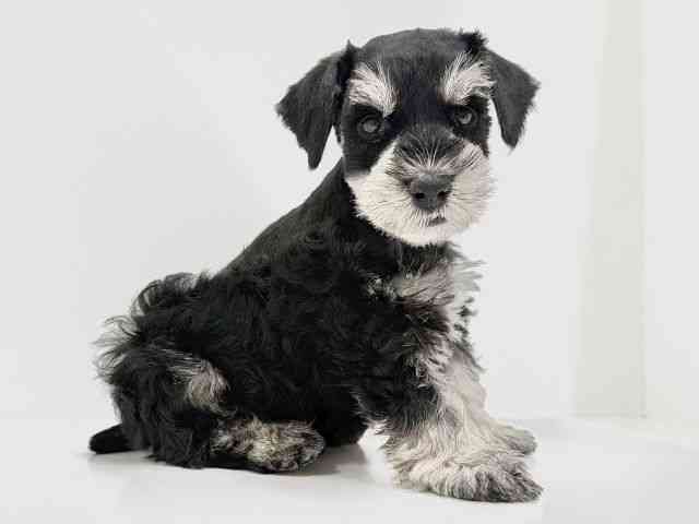 奈良県のミニチュアシュナウザー (ひごペットフレンドリーイオンモール橿原ウエスト・ビレッジ店/2025年9月14日生まれ/男の子/ブラックシルバー)の子犬の2枚目の画像