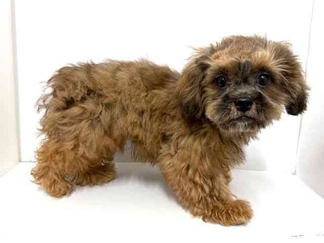 大阪府のペキプー(ペキニーズ×プードル) (ひごペットフレンドリーベルファⅡ都島店/2025年9月15日生まれ/男の子/レッド)の子犬の2枚目の画像