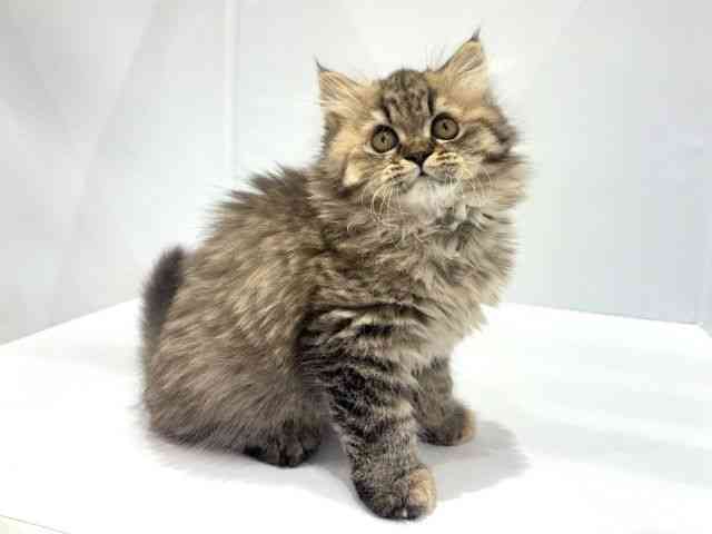 大阪府のエキゾチック (ひごペットフレンドリーセブンパーク天美店/2025年9月13日生まれ/女の子/ブラウンパッチドマッカレルタビー)の子猫の2枚目の画像