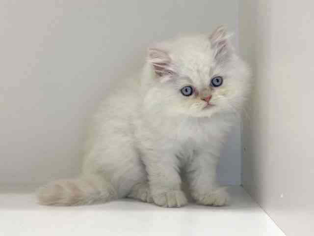 兵庫県のエキゾチック (ひごペットフレンドリーイトーヨーカドー明石店/2025年9月13日生まれ/男の子/クリームポイント)の子猫の2枚目の画像