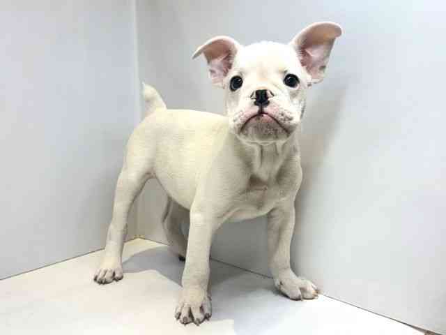 大阪府のハーフ犬・ミックス犬 (ひごペットフレンドリーセブンパーク天美店/2025年9月15日生まれ/男の子/ホワイト)の子犬の2枚目の画像