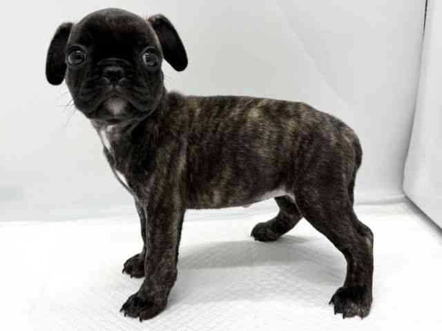 京都府のフレンチパグ/パグフレンチ(フレンチブルドック×パグ) (ひごペットフレンドリー京都店/2025年9月16日生まれ/女の子/ブリンドル)の子犬の2枚目の画像