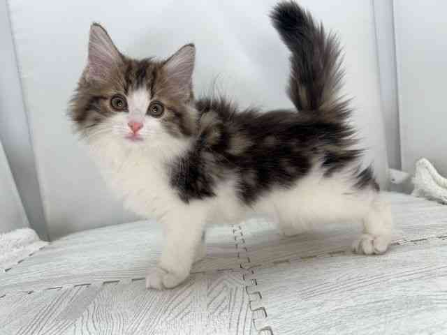 島根県のノルウェージャンフォレストキャット (ひごペットフレンドリーイオンモール出雲店/2025年8月31日生まれ/女の子/ブラウンタビーホワイト)の子猫の2枚目の画像