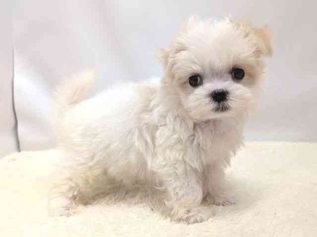 広島県のマルチーズ (ひごペットフレンドリーゆめタウン廿日市店/2025年9月14日生まれ/女の子/ホワイト)の子犬の2枚目の画像