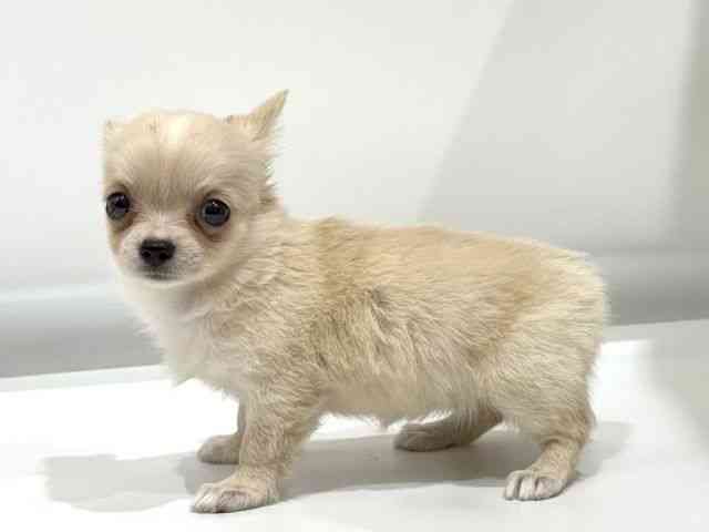 愛知県のチワワ(ロング) (ひごペットフレンドリーヴィアモール アピタ江南西店/2025年9月12日生まれ/女の子/クリーム)の子犬の2枚目の画像