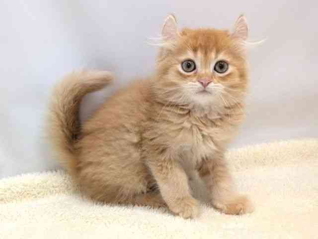 広島県のキンカロー (ひごペットフレンドリーゆめタウン廿日市店/2025年9月10日生まれ/女の子/レッドティックドタビー)の子猫の2枚目の画像