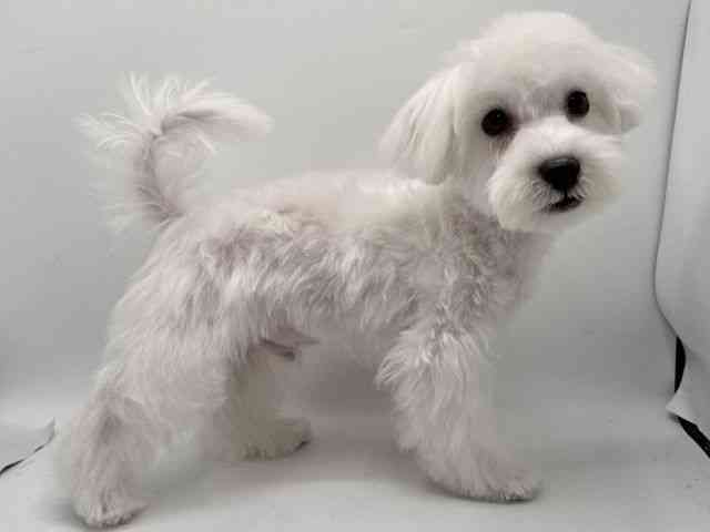 大阪府のハーフ犬・ミックス犬 (ひごペットフレンドリーみのおキューズモール店/2025年9月15日生まれ/男の子/ホワイト)の子犬の2枚目の画像