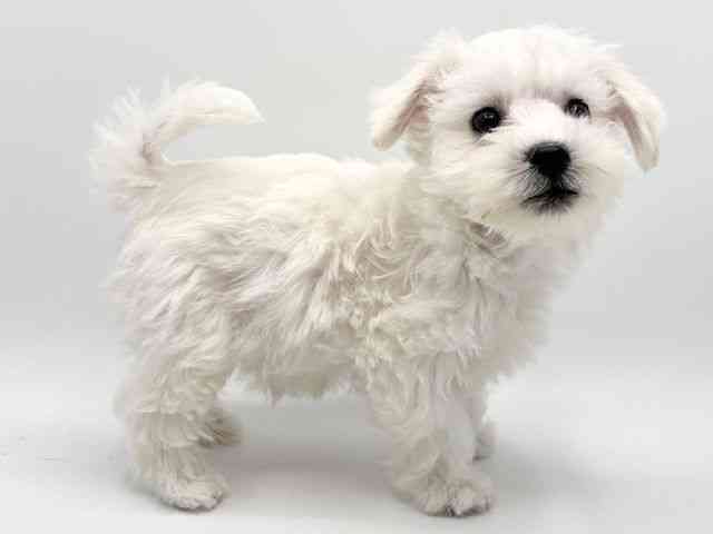 大阪府のハーフ犬・ミックス犬 (ひごペットフレンドリーみのおキューズモール店/2025年9月15日生まれ/男の子/ホワイト)の子犬の2枚目の画像