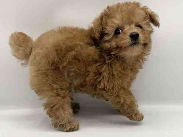 大阪府のトイプードル(トイ) (ひごペットフレンドリーららぽーとEXPOCITY店/2025年9月16日生まれ/女の子/レッドフォーン)の子犬の2枚目の画像