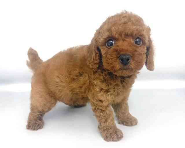 大阪府のトイプードル(トイ) (ひごペットフレンドリー岸和田店/2025年9月17日生まれ/男の子/レッドフォーン)の子犬の2枚目の画像