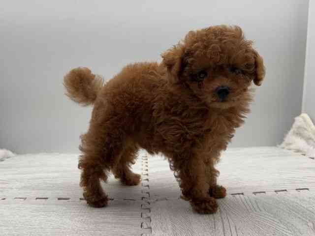 島根県のトイプードル(トイ) (ひごペットフレンドリーイオンモール出雲店/2025年9月11日生まれ/男の子/レッドフォーン)の子犬の2枚目の画像