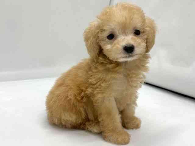 京都府のトイプードル(トイ) (ひごペットフレンドリー京都店/2025年9月18日生まれ/男の子/ペールフォーン)の子犬の2枚目の画像