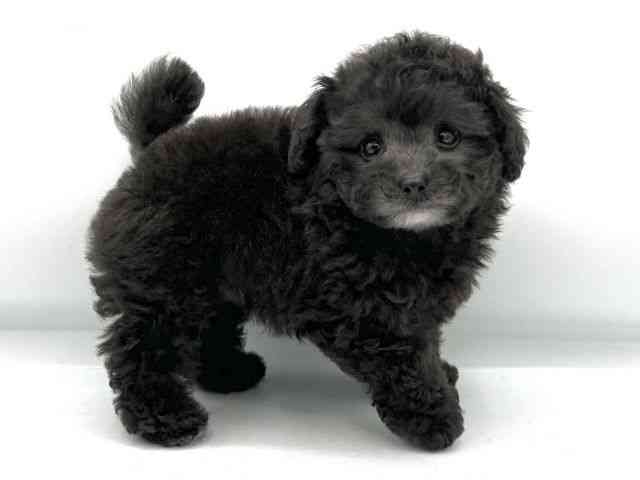 大阪府のトイプードル(トイ) (ひごペットフレンドリーららぽーとEXPOCITY店/2025年9月16日生まれ/男の子/シルバー)の子犬の2枚目の画像