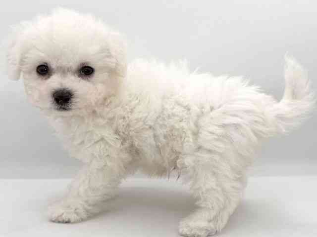 大阪府のビションフリーゼ (ひごペットフレンドリーイオンそよら海老江店/2025年9月16日生まれ/男の子/ホワイト)の子犬の2枚目の画像