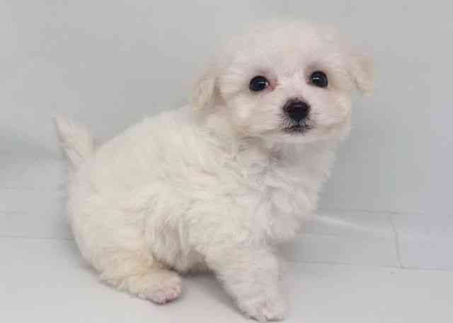 鳥取県のビションフリーゼ (ひごペットフレンドリーイオンモール鳥取北店/2025年9月16日生まれ/男の子/ホワイト)の子犬の2枚目の画像