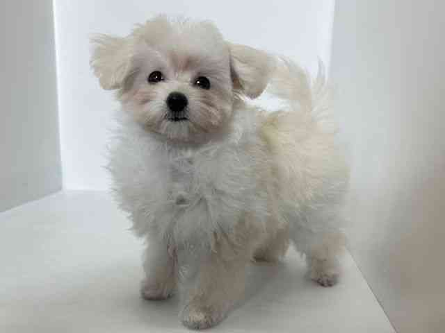 大阪府のマルプー(マルチーズ×プードル) (ひごペットフレンドリーアクロスプラザ住之江店/2025年9月12日生まれ/男の子/ホワイト)の子犬の2枚目の画像