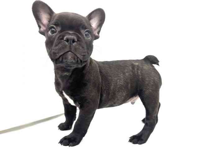 広島県のフレンチブルドッグ (ひごペットフレンドリーフジグラン神辺店/2025年9月19日生まれ/男の子/ブリンドルホワイト)の子犬の2枚目の画像