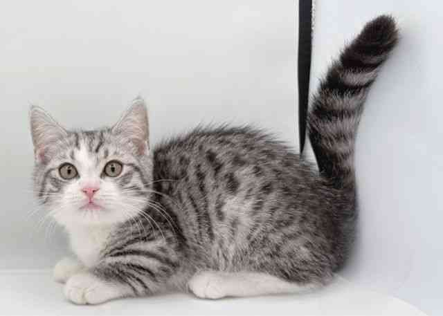 島根県のジェネッタ (ひごペットフレンドリーイオン松江ショッピングセンター店/2025年9月20日生まれ/男の子/シルバータビーホワイト)の子猫の2枚目の画像