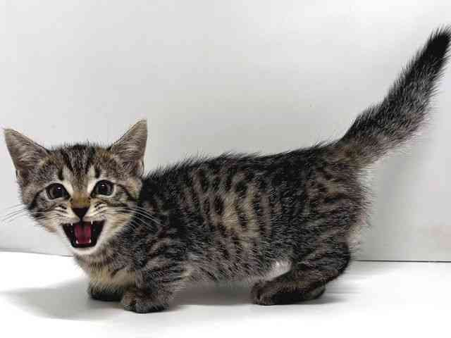 奈良県のジェネッタ (ひごペットフレンドリー奈良パワーシティ店/2025年9月20日生まれ/男の子/ブラウンスポットタビー)の子猫の2枚目の画像