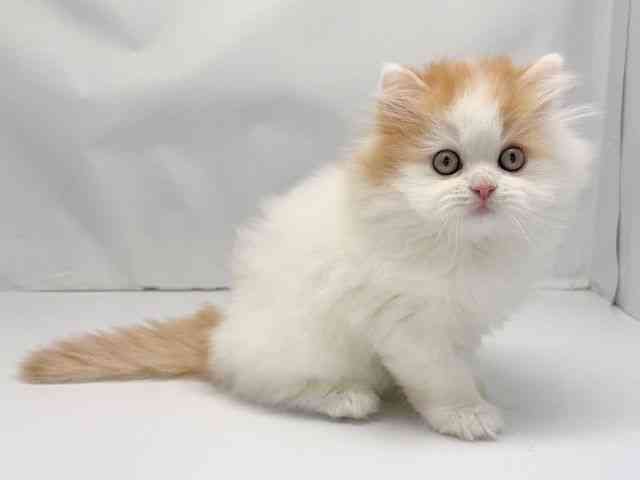 京都府のサイベリアン (ひごペットフレンドリー洛北阪急スクエア店/2025年9月20日生まれ/男の子/クリームホワイト)の子猫の2枚目の画像