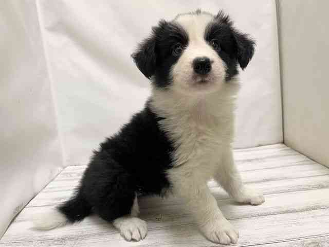 和歌山県のボーダーコリー (ひごペットフレンドリーパームシティ和歌山店/2025年9月18日生まれ/女の子/ブラックホワイト)の子犬の2枚目の画像