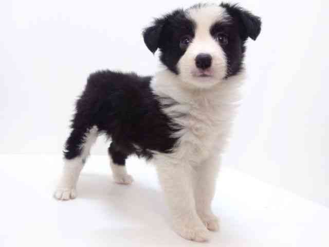 大阪府のボーダーコリー (ひごペットフレンドリーいこらもーる泉佐野店/2025年9月18日生まれ/女の子/ブラックホワイト)の子犬の2枚目の画像