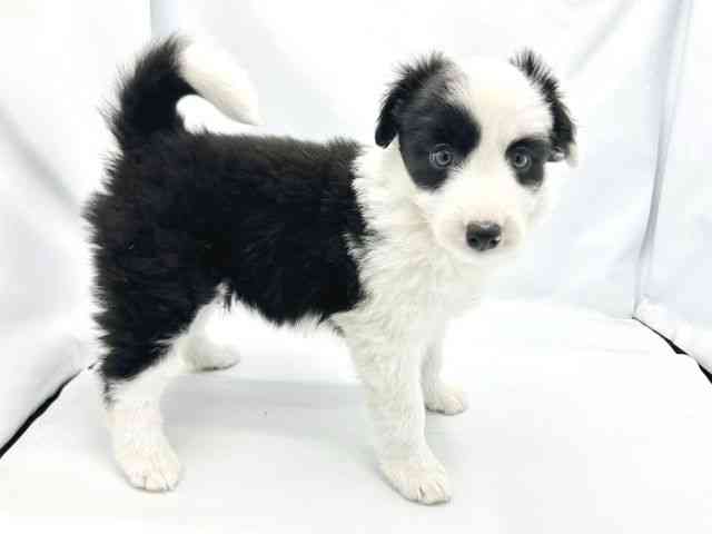 大阪府のボーダーコリー (ひごペットフレンドリーイトーヨーカドー津久野店/2025年9月18日生まれ/女の子/ブラックホワイト)の子犬の2枚目の画像