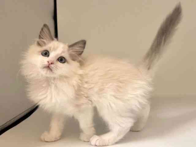 愛知県のラグドール (ひごペットフレンドリープライムツリー赤池店/2025年9月19日生まれ/女の子/ブルーポイントバイカラー)の子猫の2枚目の画像