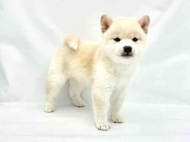 大阪府の柴犬(標準サイズ) (ひごペットフレンドリーイトーヨーカドー津久野店/2025年9月20日生まれ/女の子/白)の子犬の2枚目の画像