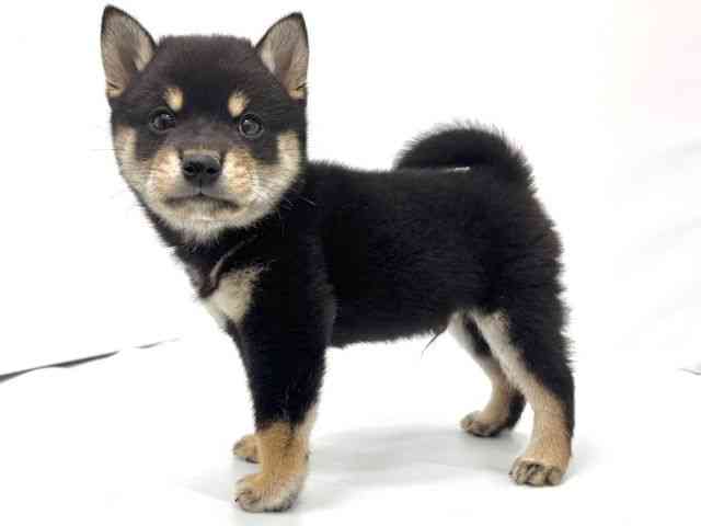 広島県の柴犬(標準サイズ) (ひごペットフレンドリーフジグラン神辺店/2025年9月18日生まれ/男の子/黒)の子犬の2枚目の画像