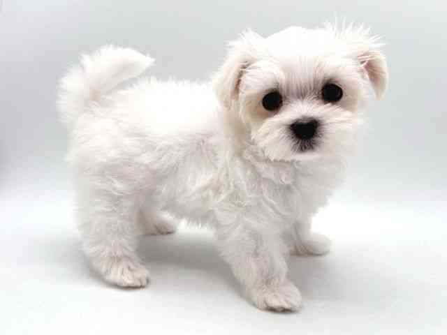 広島県のマルチーズ (ひごペットフレンドリーフジグラン神辺店/2025年9月20日生まれ/女の子/ホワイト)の子犬の2枚目の画像