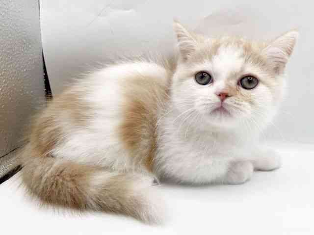 奈良県のマンチカン (ひごペットフレンドリートナリエ大和高田店/2025年9月20日生まれ/男の子/クリームタビーホワイト)の子猫の2枚目の画像