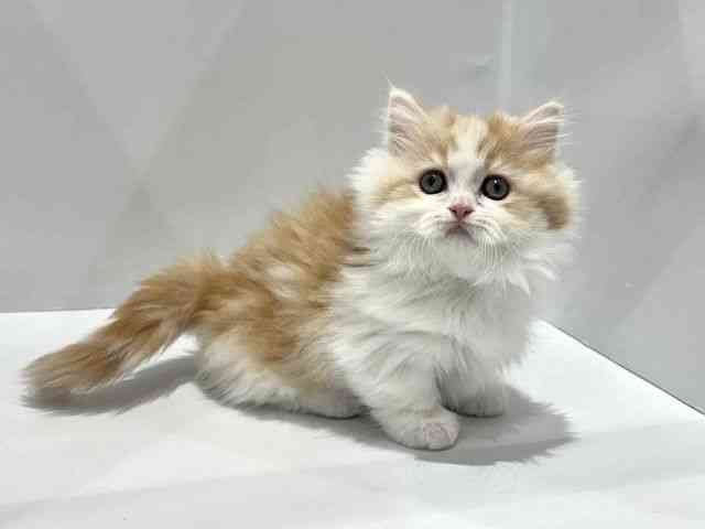 大阪府のマンチカン (ひごペットフレンドリーセブンパーク天美店/2025年9月13日生まれ/女の子/クリームタビーホワイト)の子猫の2枚目の画像