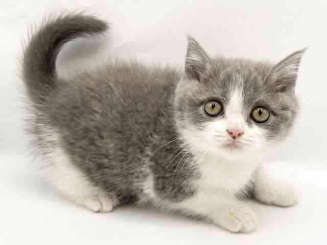 奈良県のブリティッシュショートヘアー (ひごペットフレンドリートナリエ大和高田店/2025年9月19日生まれ/男の子/ブルーホワイト)の子猫の2枚目の画像