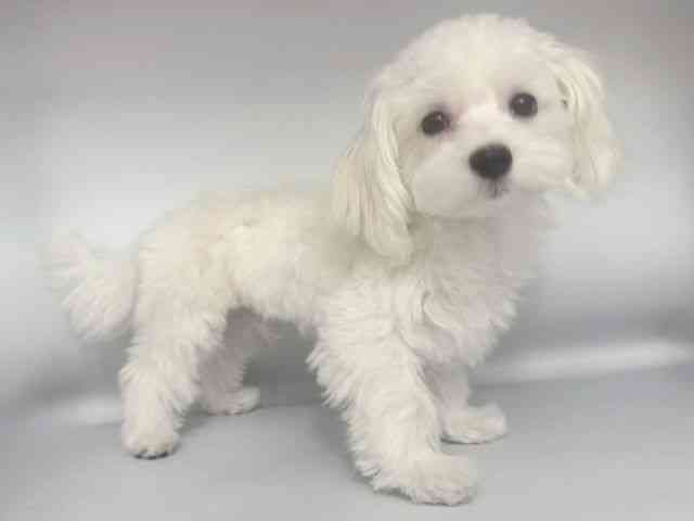 大阪府のハーフ犬・ミックス犬 (ひごペットフレンドリー岸和田店/2025年9月20日生まれ/男の子/ホワイト)の子犬の2枚目の画像