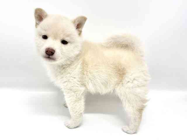 大阪府の柴犬(標準サイズ) (ひごペットフレンドリーイオンタウン豊中庄内店/2025年9月20日生まれ/男の子/白)の子犬の2枚目の画像