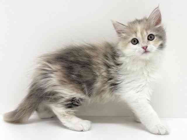 大阪府のサイベリアン (ひごペットフレンドリーくずはモール店/2025年9月17日生まれ/女の子/ダイリュートキャリコ)の子猫の2枚目の画像