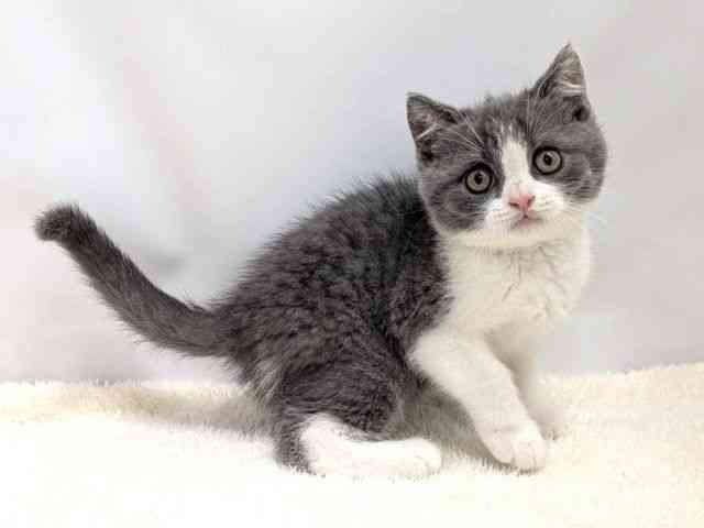 広島県のブリティッシュショートヘアー (ひごペットフレンドリーゆめタウン廿日市店/2025年9月20日生まれ/男の子/ブルーホワイト)の子猫の2枚目の画像