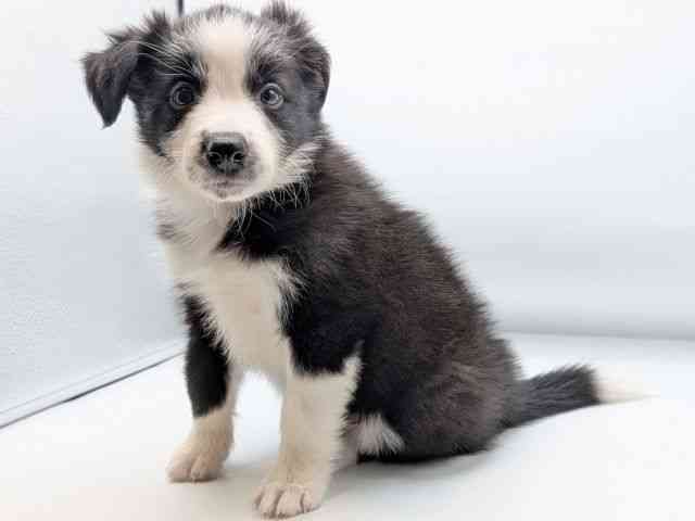 香川県のボーダーコリー (ひごペットフレンドリーゆめタウン高松店/2025年9月20日生まれ/女の子/ブラックホワイト)の子犬の2枚目の画像