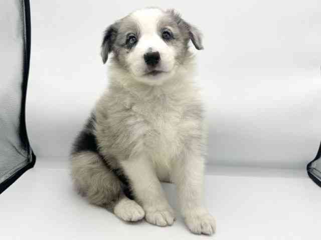 大阪府のボーダーコリー (ひごペットフレンドリーららぽーとEXPOCITY店/2025年9月20日生まれ/女の子/ブルーマール)の子犬の2枚目の画像