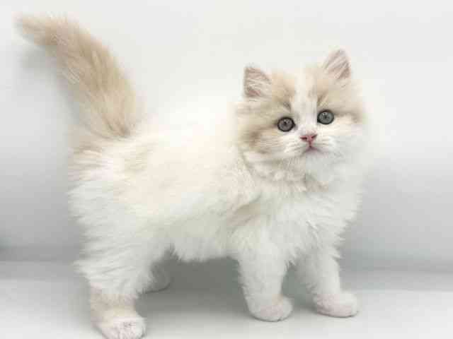 大阪府のサイベリアン (ひごペットフレンドリーららぽーとEXPOCITY店/2025年9月20日生まれ/男の子/クリームホワイト)の子猫の2枚目の画像