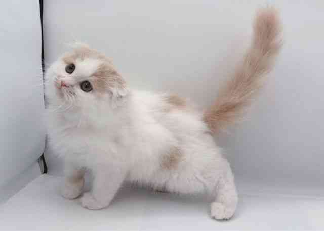 島根県のスコティッシュフォールド (ひごペットフレンドリーイオン松江ショッピングセンター店/2025年9月20日生まれ/男の子/クリームホワイト)の子猫の2枚目の画像