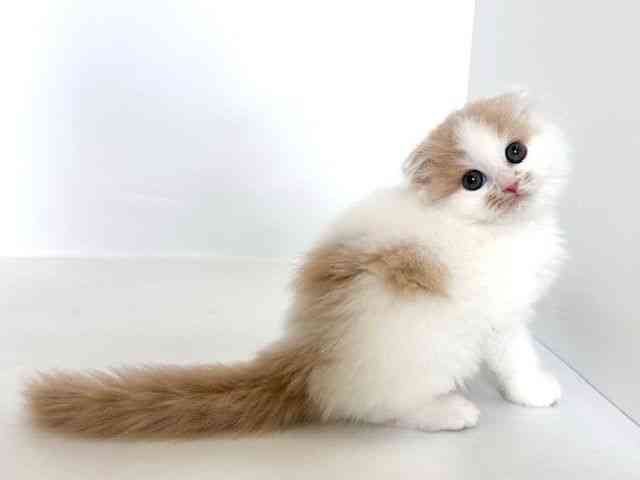 大阪府のスコティッシュフォールド (ひごペットフレンドリーアクロスプラザ住之江店/2025年9月20日生まれ/男の子/クリームホワイト)の子猫の2枚目の画像