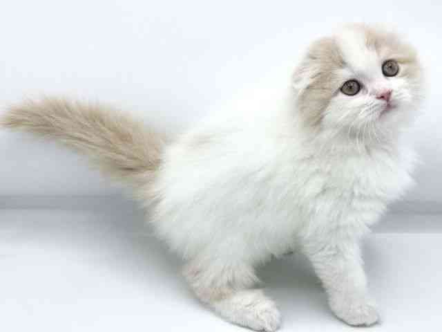 大阪府のスコティッシュフォールド (ひごペットフレンドリーららぽーとEXPOCITY店/2025年9月20日生まれ/男の子/クリームホワイト)の子猫の2枚目の画像